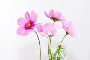 副業口コミが全て嘘な理由とは何か？